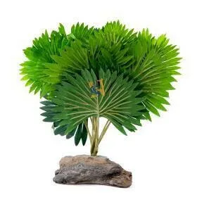 Mini fan palm