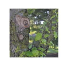 Tree Stump and Green Leaves Face Towel