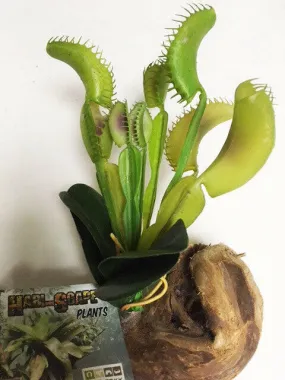 Venus fly trap on driftwood